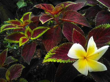 Close-up of yellow flowering plant