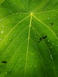 Close-up of wet leaves