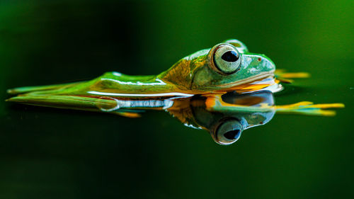 Close-up of frog in water