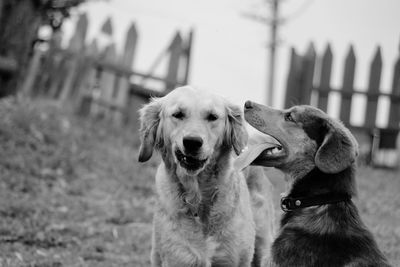 Close-up portrait of dog