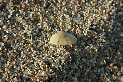 Close-up of shells on beach