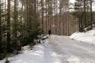 Road amidst trees in forest during winter