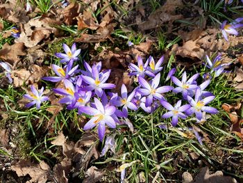 High angle view of purple crocus flowers blooming on field