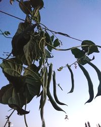 Low angle view of plant against clear sky