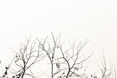 Low angle view of bare tree against clear sky