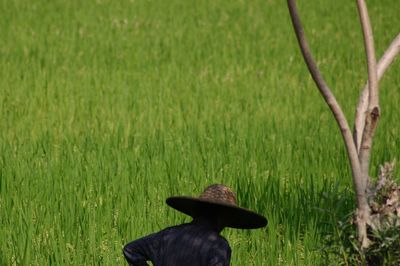 Rear view of farmer wearing hat on rice paddy