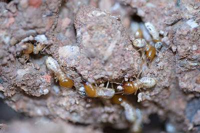 Close-up of insect on rock