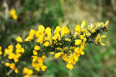 Close-up of yellow flowering plant