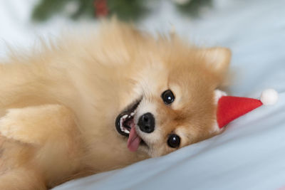 Dog pomeranian spitz lies on his back sticking out his tongue and looks into the camera