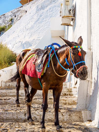 Horse cart