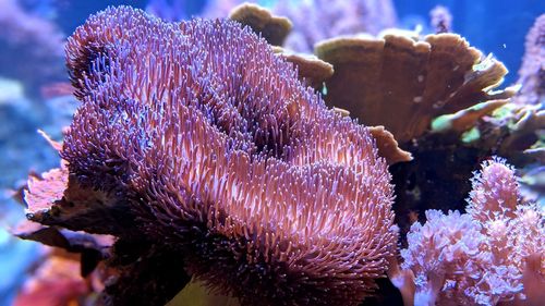 Close-up of coral in sea