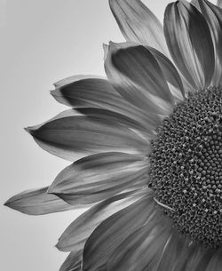 Close-up of flower