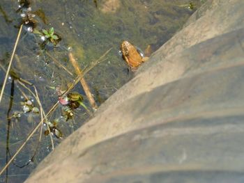 Close-up of turtle in water