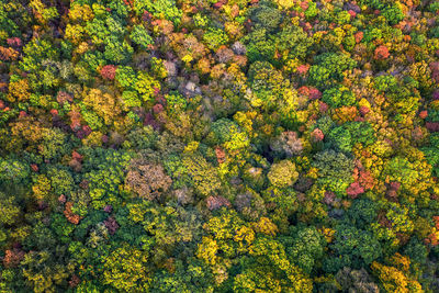 Full frame shot of multi colored flowering plants