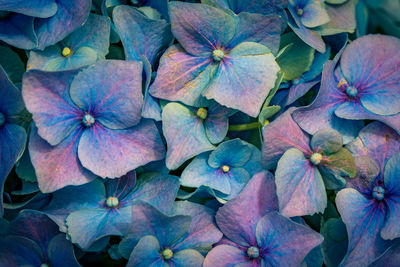 Full frame shot of purple hydrangea