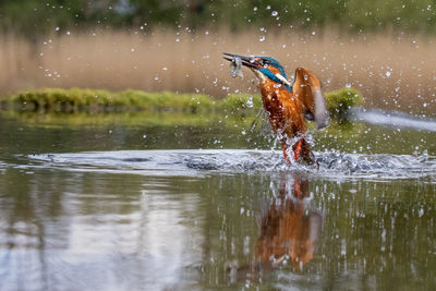 Water splashing in a lake