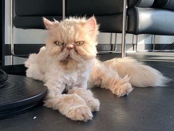 Portrait of cat relaxing at home