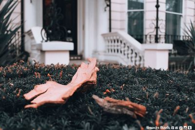 Close-up of dry leaves fallen on plant