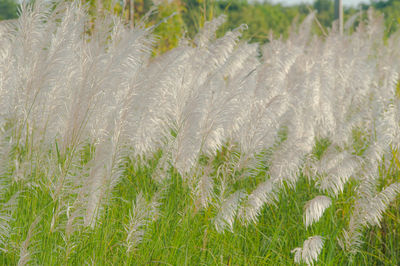 Close-up of corn field