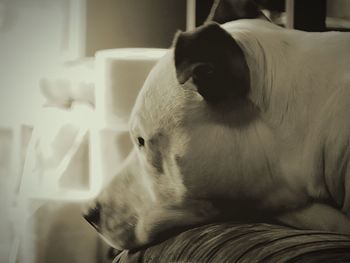 Close-up of dog on bed at home