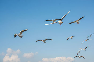 Low angle view of seagulls flying