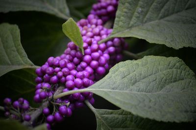 Close-up of fruits on tree