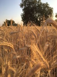 Close-up of wheat field against clear sky