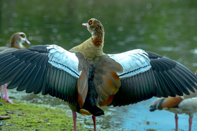 Close-up of birds flying over lake