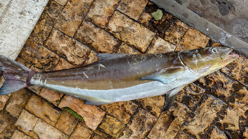 High angle view of fish