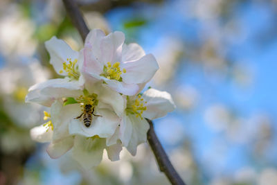 Close-up of cherry blossoms