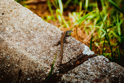 High angle close-up of lizard on retaining wall