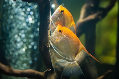 Fish swimming in sea seen through glass