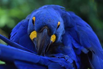 Close-up of blue hyacinth parrot