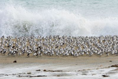 Panoramic view of people on beach