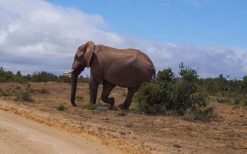 View of elephant on land against sky