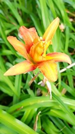 Close-up of day lily blooming outdoors