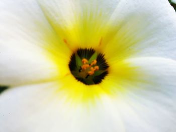 Macro shot of yellow flower