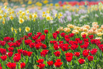 Close-up of red poppy flowers in field