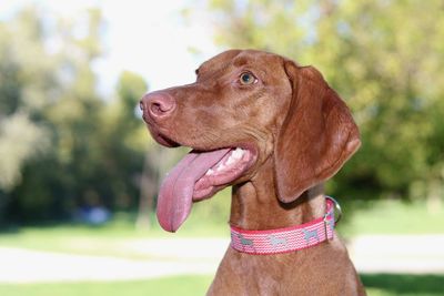 Close-up of dog