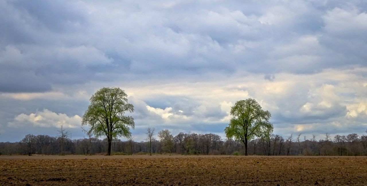 FIELD AGAINST SKY