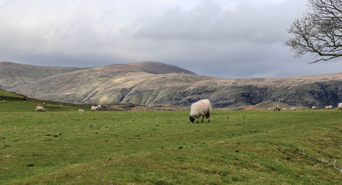 Sheep grazing in a field