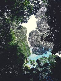 Low angle view of trees against sky