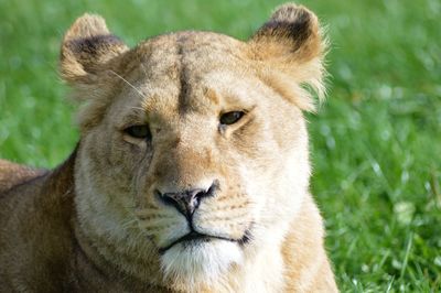 Close-up portrait of lion