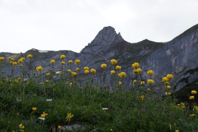 Scenic view of flowering plants on land against sky