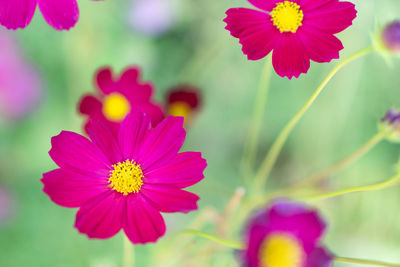 Close-up of pink cosmos flower