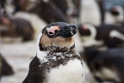 Close-up of penguin