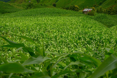 View of corn field