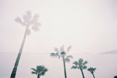 Palm trees against sky