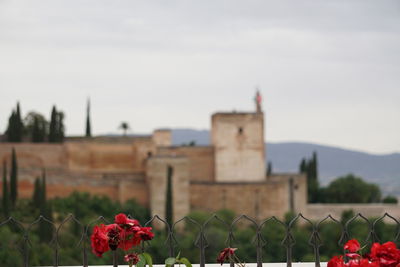Close-up of red flowering plant against building