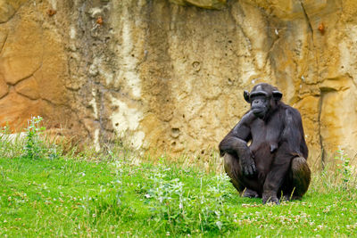 Chimpanzee sitting on grassy field